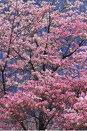 多人生存游戏《夜族崛起》参加Steam秋季特卖！一起来探索瓦尔多兰大陆吧！